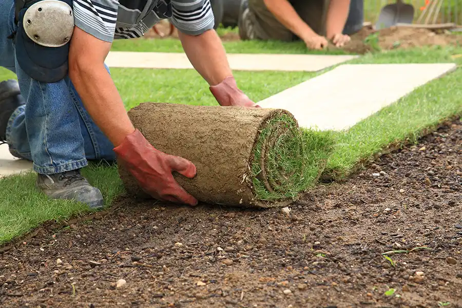 How long after installing sod can you walk on it Brockton, MA