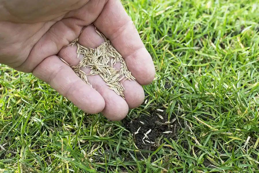 How often should you fertilize your lawn Brockton, MA