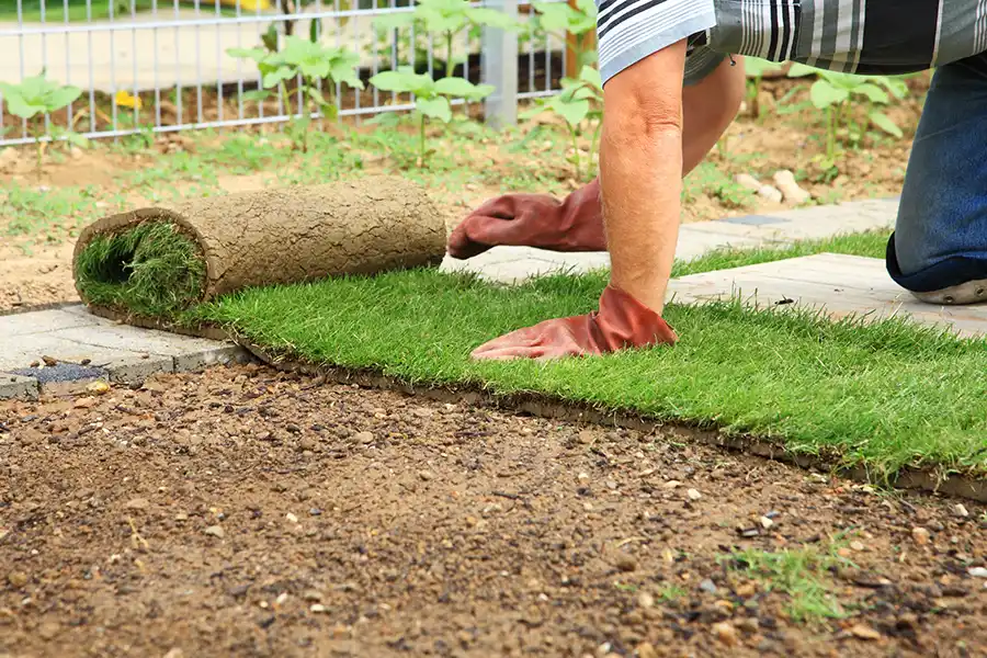 How to lay sod over existing lawn in Brockton, MA