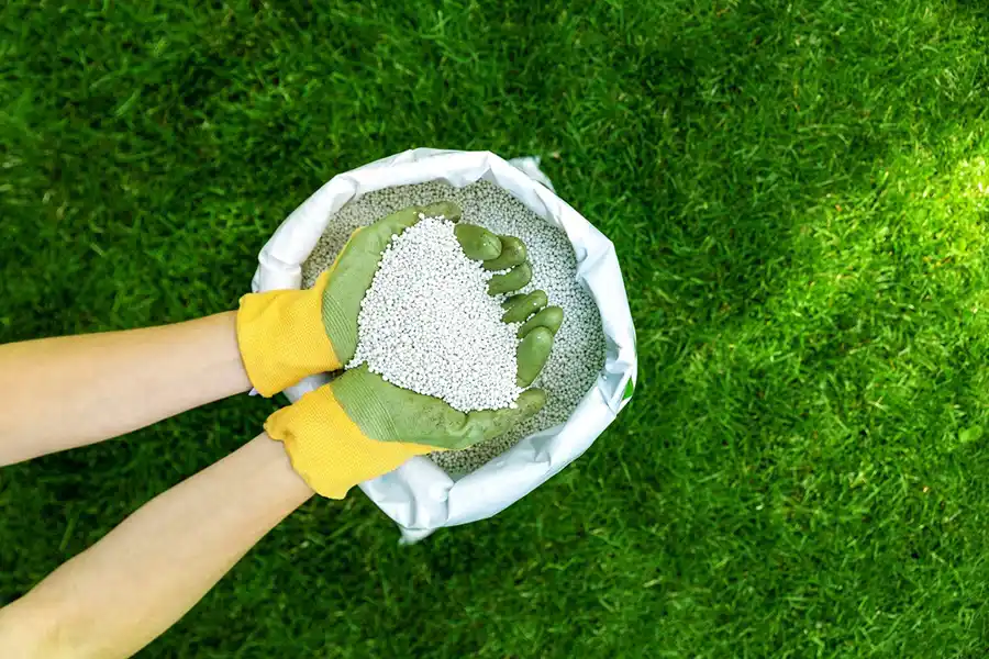 When is the best time to fertilize your lawn Brockton, MA