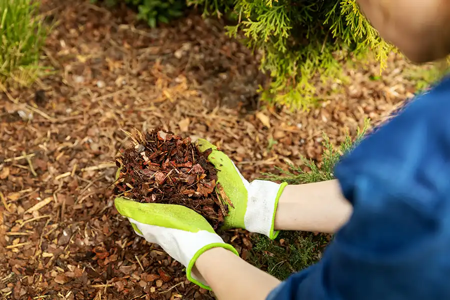 What does mulch do in Brockton, MA